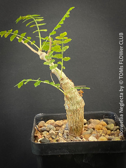 Boswellia Neglecta - Black Frankincense Tree for sale at TOMs FLOWer CLUB. in Zurich, Switzerland.