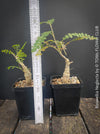 Boswellia Neglecta - Black Frankincense Tree for sale at TOMs FLOWer CLUB. in Zurich, Switzerland.