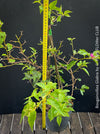 Magenta flowering Bougainvillea Glabra with dark green foliage and Mediterranean growth habit at TOMs FLOWer CLUB.