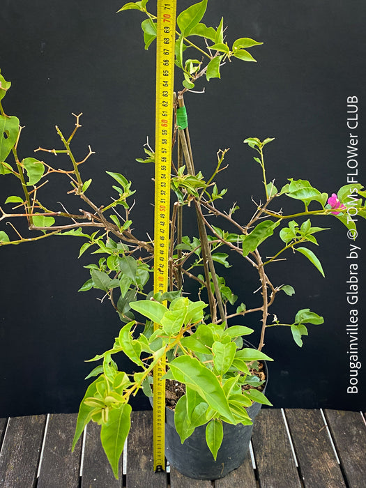 Magenta flowering Bougainvillea Glabra with dark green foliage and Mediterranean growth habit at TOMs FLOWer CLUB.