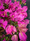 Magenta flowering Bougainvillea Glabra with dark green foliage and Mediterranean growth habit at TOMs FLOWer CLUB.