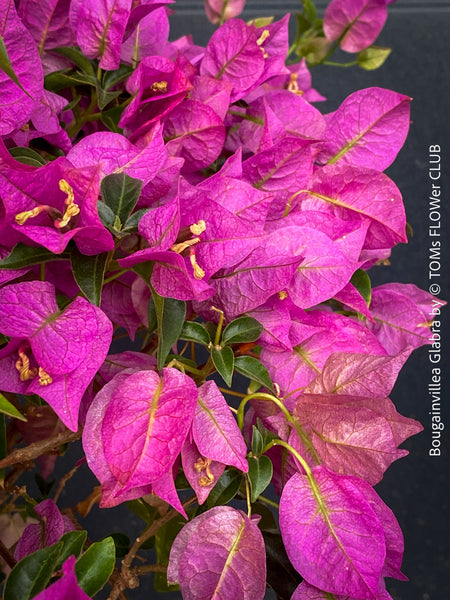 Magenta flowering Bougainvillea Glabra with dark green foliage and Mediterranean growth habit at TOMs FLOWer CLUB.