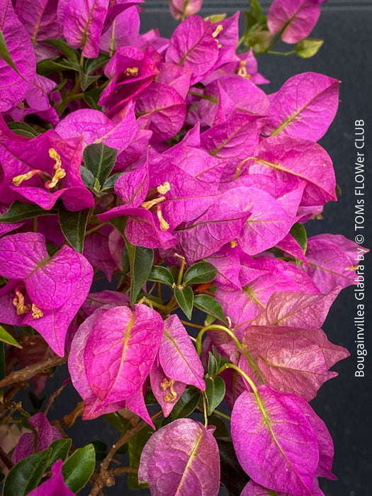 Magenta flowering Bougainvillea Glabra with dark green foliage and Mediterranean growth habit at TOMs FLOWer CLUB.