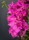 Flower detail of Bougainvillea Glabra with dark green foliage and Mediterranean growth habit at TOMs FLOWer CLUB.