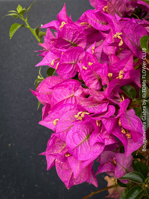 Flower detail of Bougainvillea Glabra with dark green foliage and Mediterranean growth habit at TOMs FLOWer CLUB.