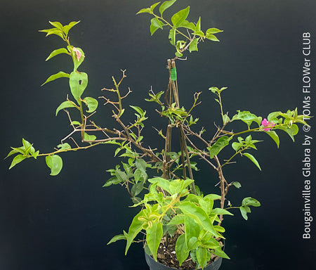 Magenta flowering Bougainvillea Glabra with dark green foliage and Mediterranean growth habit at TOMs FLOWer CLUB.