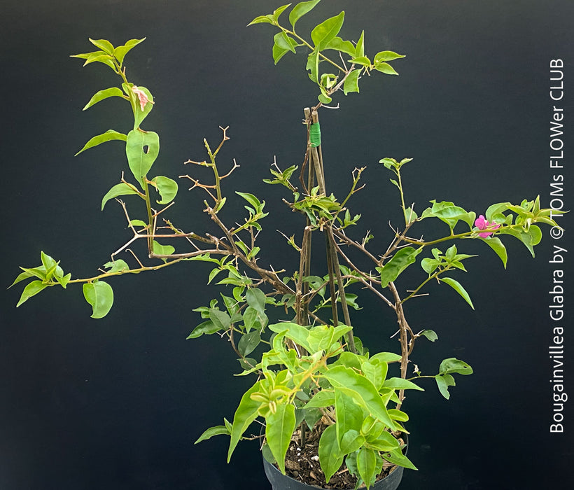 Magenta flowering Bougainvillea Glabra with dark green foliage and Mediterranean growth habit at TOMs FLOWer CLUB.