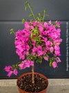 Stunning magenta flowering Bougainvillea Glabra with dark green foliage and Mediterranean growth habit at TOMs FLOWer CLUB.