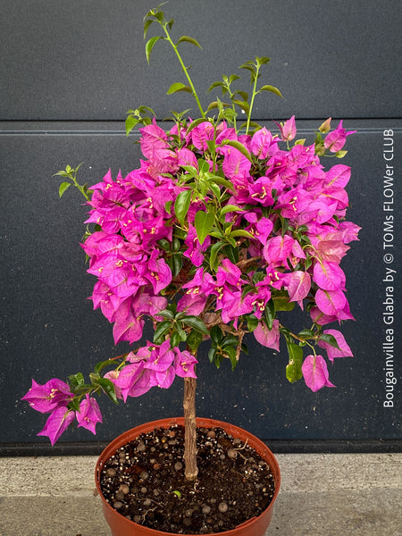 Stunning magenta flowering Bougainvillea Glabra with dark green foliage and Mediterranean growth habit at TOMs FLOWer CLUB.