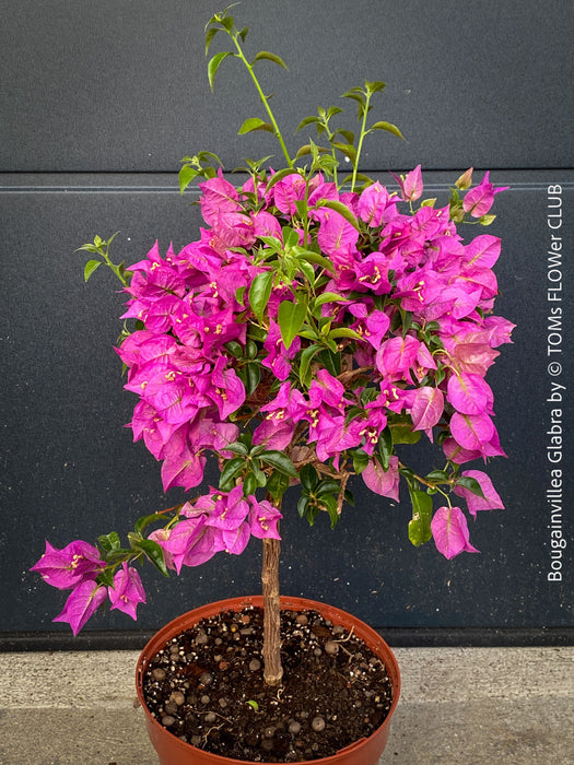 Stunning magenta flowering Bougainvillea Glabra with dark green foliage and Mediterranean growth habit at TOMs FLOWer CLUB.