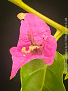 Magenta flowering Bougainvillea Glabra with dark green foliage and Mediterranean growth habit at TOMs FLOWer CLUB.
