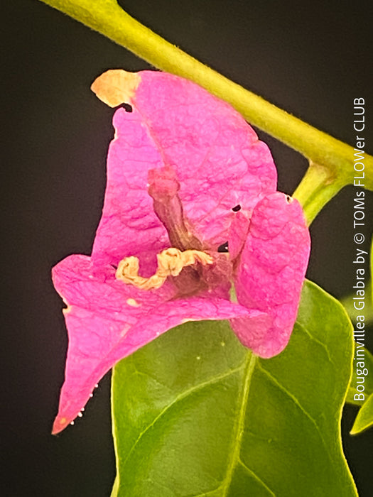 Magenta flowering Bougainvillea Glabra with dark green foliage and Mediterranean growth habit at TOMs FLOWer CLUB.