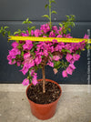 Magenta flowering Bougainvillea Glabra with dark green foliage and Mediterranean growth habit at TOMs FLOWer CLUB.