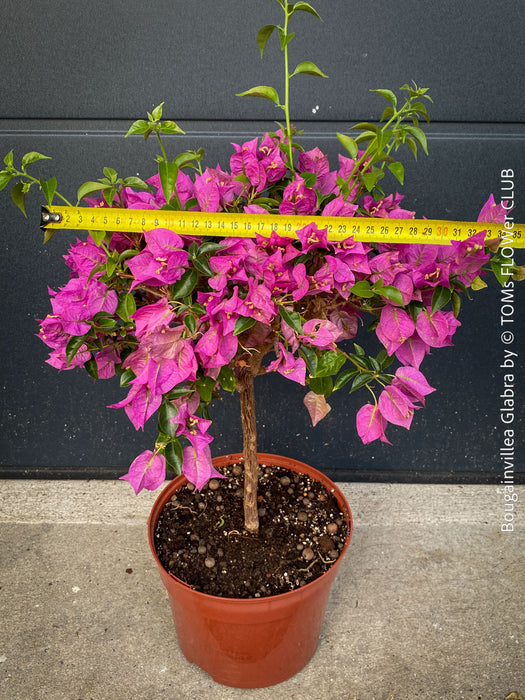 Magenta flowering Bougainvillea Glabra with dark green foliage and Mediterranean growth habit at TOMs FLOWer CLUB.