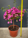 Magenta flowering Bougainvillea Glabra with dark green foliage and Mediterranean growth habit at TOMs FLOWer CLUB.