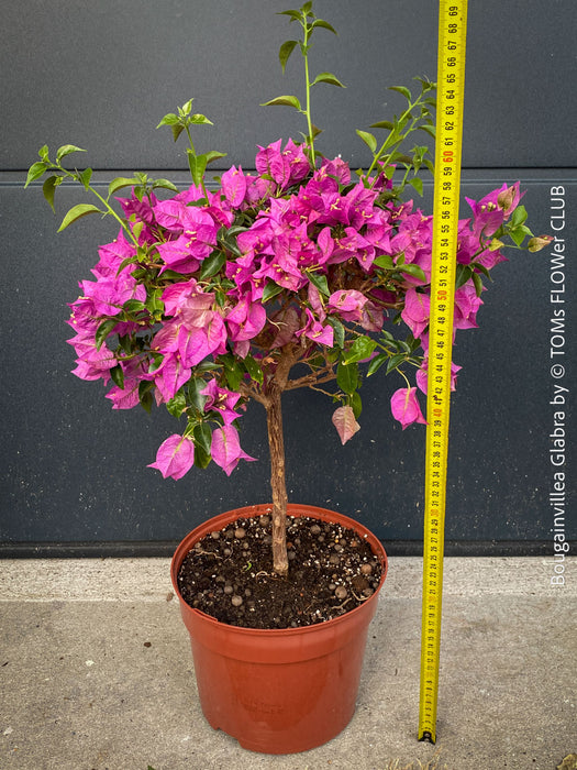 Magenta flowering Bougainvillea Glabra with dark green foliage and Mediterranean growth habit at TOMs FLOWer CLUB.