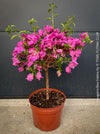 Magenta flowering Bougainvillea Glabra with dark green foliage and Mediterranean growth habit at TOMs FLOWer CLUB.