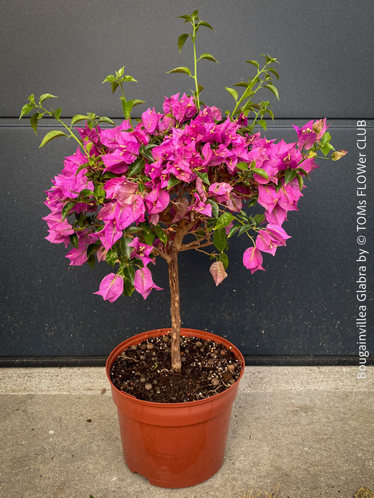 Magenta flowering Bougainvillea Glabra with dark green foliage and Mediterranean growth habit at TOMs FLOWer CLUB.