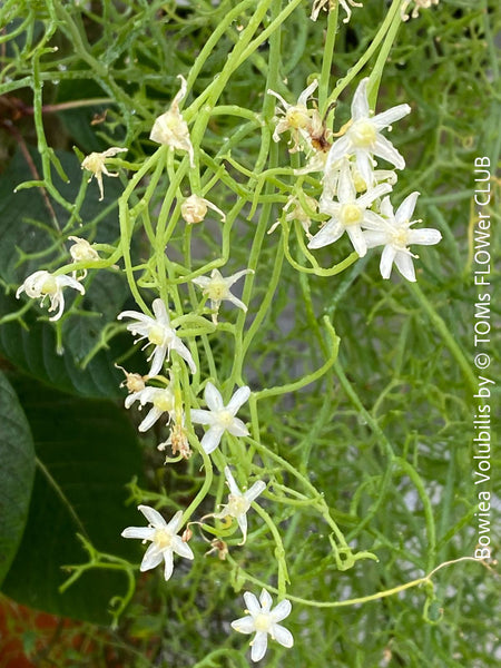 White flowering Bowiea volubilis, organically grown caudex plants for sale at TOMs FLOWer CLUB.