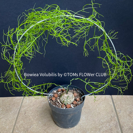 Bowiea volubilis, organically grown caudex plants for sale at TOMs FLOWer CLUB.