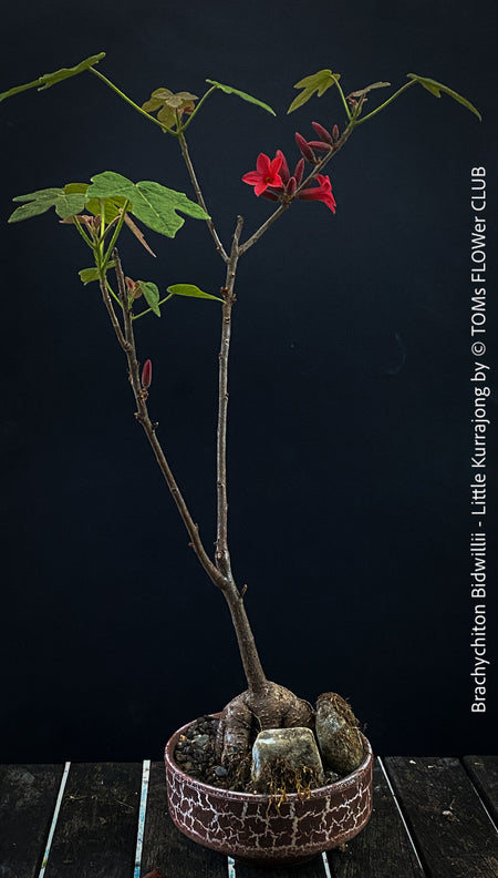 Brachychiton Bidwillii, bottle tree, flame tree, Little Kurrajong, Dwarf Kurrajong, organically grown Australian trees for sale at TOMs FLOWer CLUB.