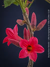 Brachychiton Bidwillii, bottle tree, flame tree, Little Kurrajong, Dwarf Kurrajong, organically grown Australian trees for sale at TOMs FLOWer CLUB.