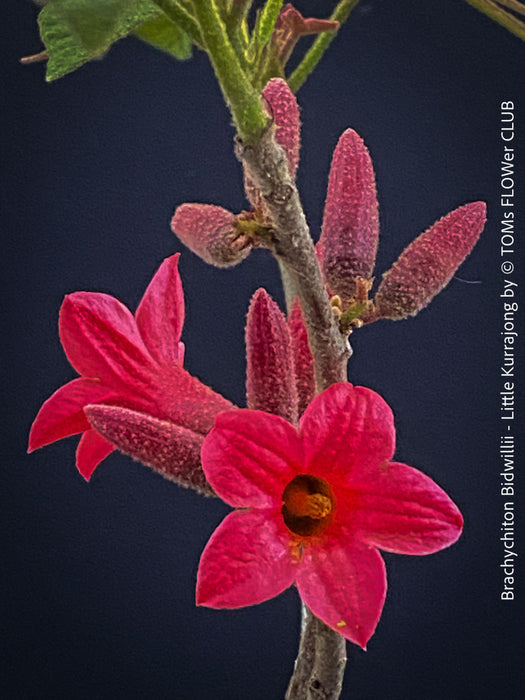 Brachychiton Bidwillii, bottle tree, flame tree, Little Kurrajong, Dwarf Kurrajong, organically grown Australian trees for sale at TOMs FLOWer CLUB.