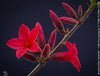 Brachychiton Bidwillii, bottle tree, flame tree, Little Kurrajong, Dwarf Kurrajong, organically grown Australian trees for sale at TOMs FLOWer CLUB.