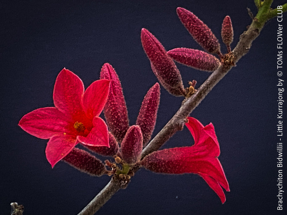 Brachychiton Bidwillii, bottle tree, flame tree, Little Kurrajong, Dwarf Kurrajong, organically grown Australian trees for sale at TOMs FLOWer CLUB.
