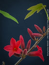 Brachychiton Bidwillii, bottle tree, flame tree, Little Kurrajong, Dwarf Kurrajong, organically grown Australian trees for sale at TOMs FLOWer CLUB.