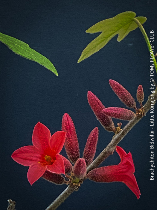 Brachychiton Bidwillii, bottle tree, flame tree, Little Kurrajong, Dwarf Kurrajong, organically grown Australian trees for sale at TOMs FLOWer CLUB.
