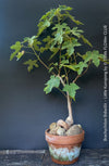 Brachychiton Bidwillii, bottle tree, flame tree, Little Kurrajong, Dwarf Kurrajong, organically grown Australian trees for sale at TOMs FLOWer CLUB.