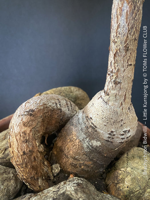 Brachychiton Bidwillii, bottle tree, flame tree, Little Kurrajong, Dwarf Kurrajong, organically grown Australian trees for sale at TOMs FLOWer CLUB.