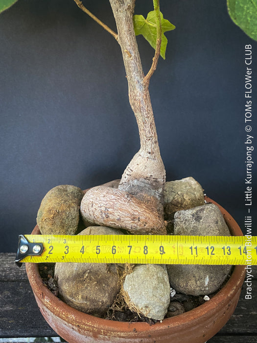 Brachychiton Bidwillii, bottle tree, flame tree, Little Kurrajong, Dwarf Kurrajong, organically grown Australian trees for sale at TOMs FLOWer CLUB.