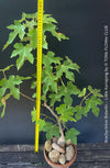 Brachychiton Bidwillii, bottle tree, flame tree, Little Kurrajong, Dwarf Kurrajong, organically grown Australian trees for sale at TOMs FLOWer CLUB.