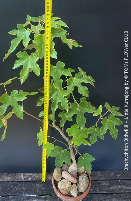 Brachychiton Bidwillii, bottle tree, flame tree, Little Kurrajong, Dwarf Kurrajong, organically grown Australian trees for sale at TOMs FLOWer CLUB.