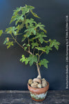 Brachychiton Bidwillii, bottle tree, flame tree, Little Kurrajong, Dwarf Kurrajong, organically grown Australian trees for sale at TOMs FLOWer CLUB.