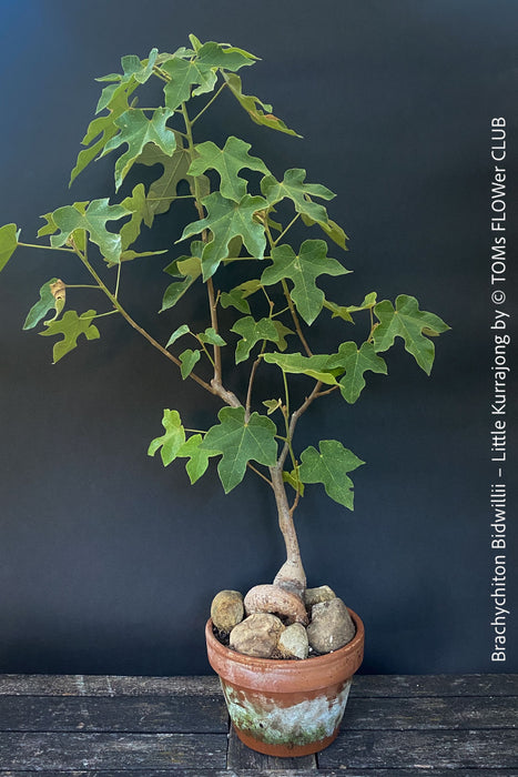 Brachychiton Bidwillii, bottle tree, flame tree, Little Kurrajong, Dwarf Kurrajong, organically grown Australian trees for sale at TOMs FLOWer CLUB.