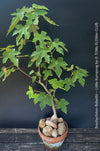 Brachychiton Bidwillii, bottle tree, flame tree, Little Kurrajong, Dwarf Kurrajong, organically grown Australian trees for sale at TOMs FLOWer CLUB.