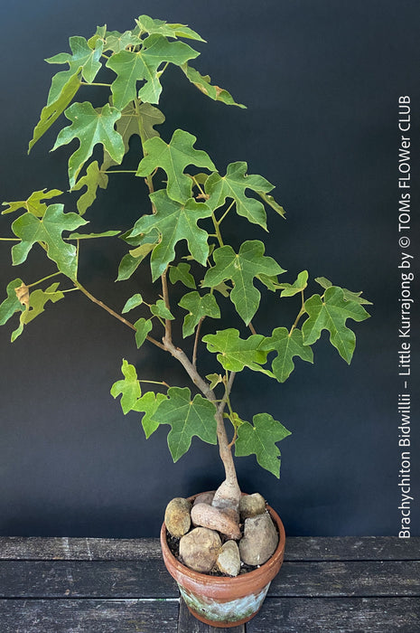 Brachychiton Bidwillii, bottle tree, flame tree, Little Kurrajong, Dwarf Kurrajong, organically grown Australian trees for sale at TOMs FLOWer CLUB.