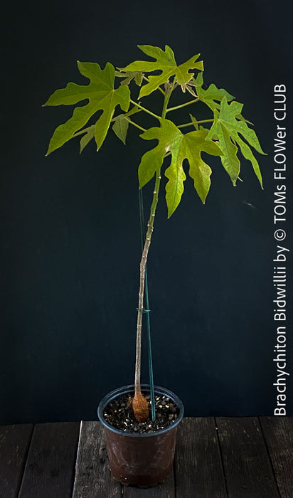 Brachychiton Bidwillii, bottle tree, flame tree, Little Kurrajong, Dwarf Kurrajong, organically grown Australian trees for sale at TOMs FLOWer CLUB.
