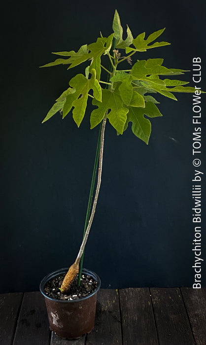Brachychiton Bidwillii, bottle tree, flame tree, Little Kurrajong, Dwarf Kurrajong, organically grown Australian trees for sale at TOMs FLOWer CLUB.