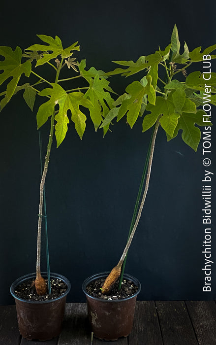 Brachychiton Bidwillii, bottle tree, flame tree, Little Kurrajong, Dwarf Kurrajong, organically grown Australian trees for sale at TOMs FLOWer CLUB.