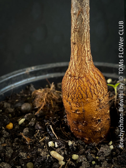 Brachychiton Bidwillii, bottle tree, flame tree, Little Kurrajong, Dwarf Kurrajong, organically grown Australian trees for sale at TOMs FLOWer CLUB.