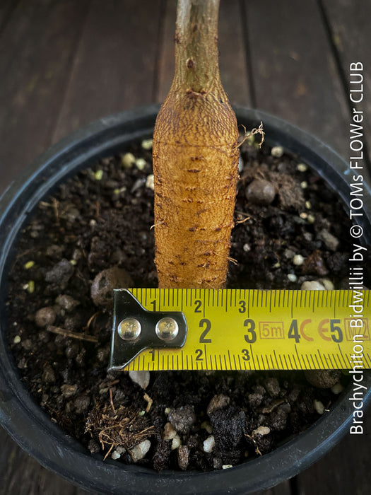 Brachychiton Bidwillii, bottle tree, flame tree, Little Kurrajong, Dwarf Kurrajong, organically grown Australian trees for sale at TOMs FLOWer CLUB.