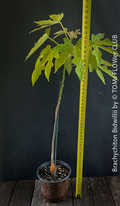 Brachychiton Bidwillii, bottle tree, flame tree, Little Kurrajong, Dwarf Kurrajong, organically grown Australian trees for sale at TOMs FLOWer CLUB.