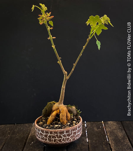 Brachychiton Bidwillii, bottle tree, flame tree, Little Kurrajong, Dwarf Kurrajong, organically grown Australian trees for sale at TOMs FLOWer CLUB.