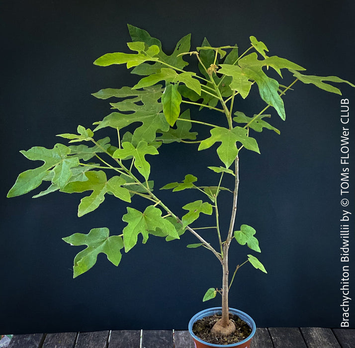 Brachychiton Bidwillii, bottle tree, flame tree, Little Kurrajong, Dwarf Kurrajong, organically grown Australian trees for sale at TOMs FLOWer CLUB.