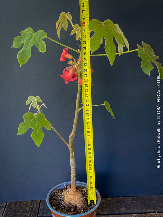 Brachychiton Bidwillii, bottle tree, flame tree, Little Kurrajong, Dwarf Kurrajong, organically grown Australian trees for sale at TOMs FLOWer CLUB.