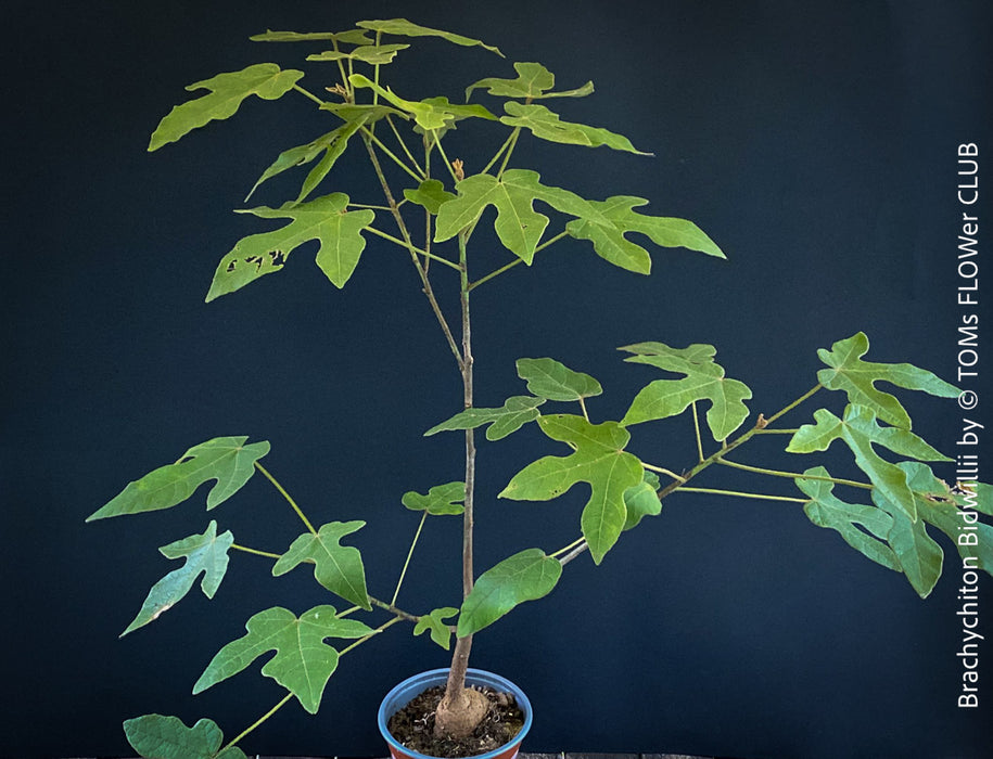 Brachychiton Bidwillii, bottle tree, flame tree, Little Kurrajong, Dwarf Kurrajong, organically grown Australian trees for sale at TOMs FLOWer CLUB.